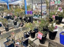 【火っ得キャンペーン&水曜花苗バイキング】