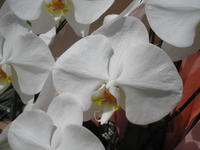 090821_giftyourankotyouran2.JPG
