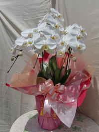 090821_giftyourankotyourann1.JPG