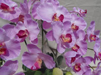 090905_ギフト光胡蝶蘭_pink2.JPG
