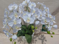 090905_ギフト光胡蝶蘭_white.JPG