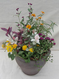 090905_ギフト寄せ植え1_1.JPG
