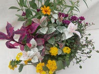 090905_ギフト寄せ植え1_3.JPG