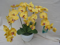 090905_ギフト光胡蝶蘭_yellow.JPG