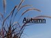 秋　Autum