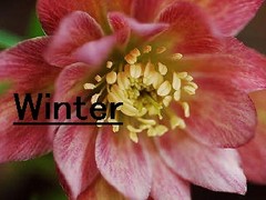 冬　Wiｎter