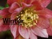 冬　Wiｎter