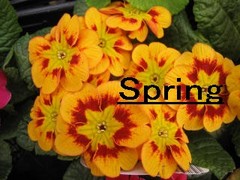 春　Spring