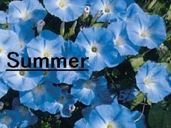 夏　Summer