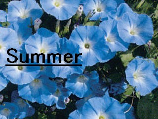 夏　Summer