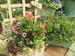 ピンクでキュートな春の寄せ植え
