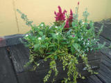 秋の気配を感じる寄せ植え