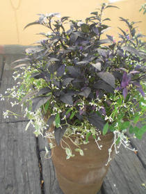 美しきトウガラシの寄せ植え