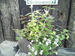 秋を満喫する菊の寄せ植え