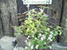 花を引き立てる　カラーリーフたちの寄せ植え