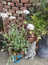 アークトチス【グランディス】の寄せ植え