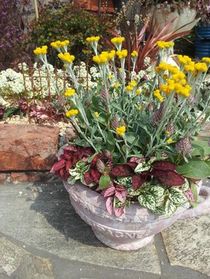 【プーとジョーイ】のユニークな寄せ植え