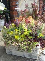 《リップルストーン》の輝く寄せ植え