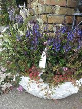 春のブルー。【スクテラリア】の寄せ植え