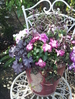 【パッチワーク】のエキゾチック寄せ植え