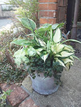 【ホスタ】を使った日陰の寄せ植え
