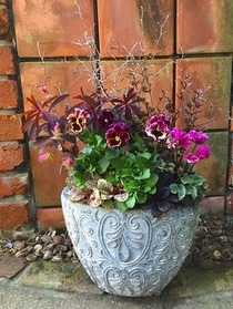 【絵になるスミレ】ゴシック調寄せ植え