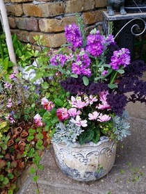 ビオラ・プチフリルとグリーンティアラの寄せ植え