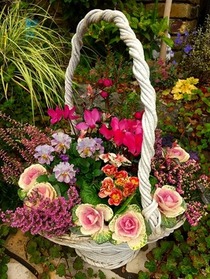 変わり咲きジュリアン【しあわせリング】の寄せ植え
