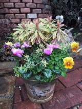 ビオラ【エボルベ】とガーデンシクラメンの寄せ植え