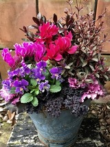 ぞうさんビオラとお洒落カラーリーフの寄せ植え