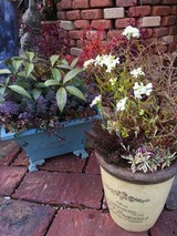 アラビス。オレガナム。寄せ植え2つ