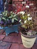 アラビス。オレガナム。寄せ植え2つ