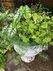 カラジュームと涼しげなプランツの寄せ植え