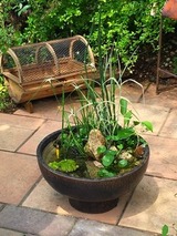 夏を楽しむビオトープ寄せ植え　