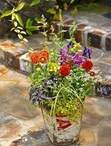 ガイラルディアのサマージャンク寄せ植え
