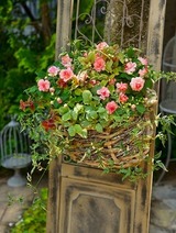 バラ咲きインパチェンスのナチュラル寄せ植え