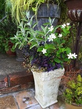 【セイロンライティア】を大人顔に寄せ植え