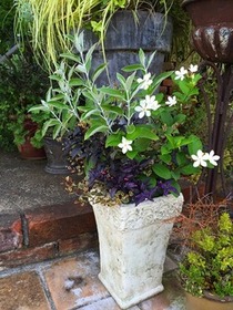 【セイロンライティア】を大人顔に寄せ植え