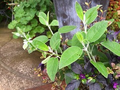20150803183010.jpg