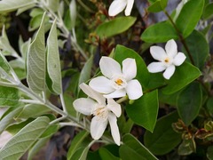 20150803183520.jpg