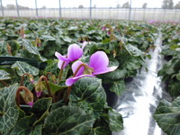 P1000181.JPG