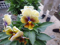 P1000196.JPG