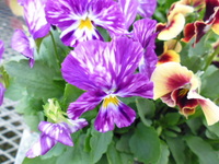 P1000198.JPG