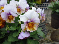 P1000199.JPG