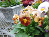 P1000200.JPG