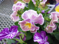 P1000201.JPG