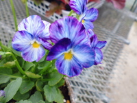 P1000203.JPG