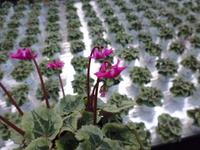 P1000222.JPG