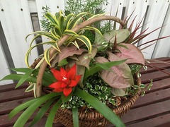 20150620yoseuemihon01.jpg