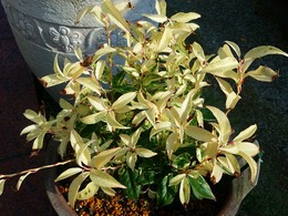 20151115_135426.jpg